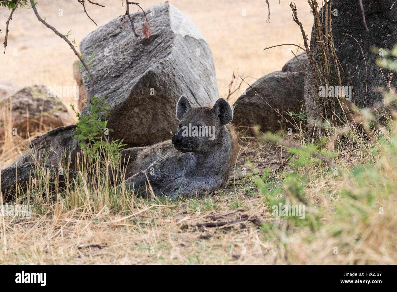 Un macchiato o ridere iena nel nord del Serengeti Foto Stock