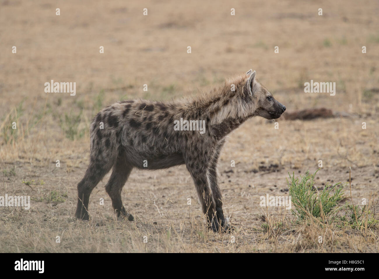 Un macchiato o ridere iena nel nord del Serengeti Foto Stock