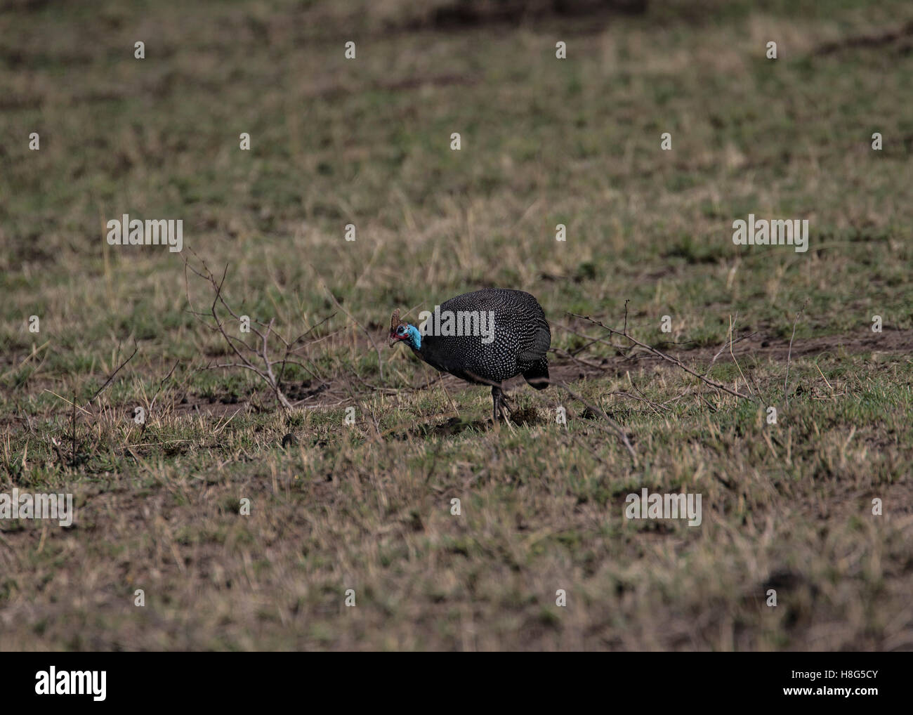 Un helmeted le faraone si aggira intorno il Serengeti in Tanzania Foto Stock