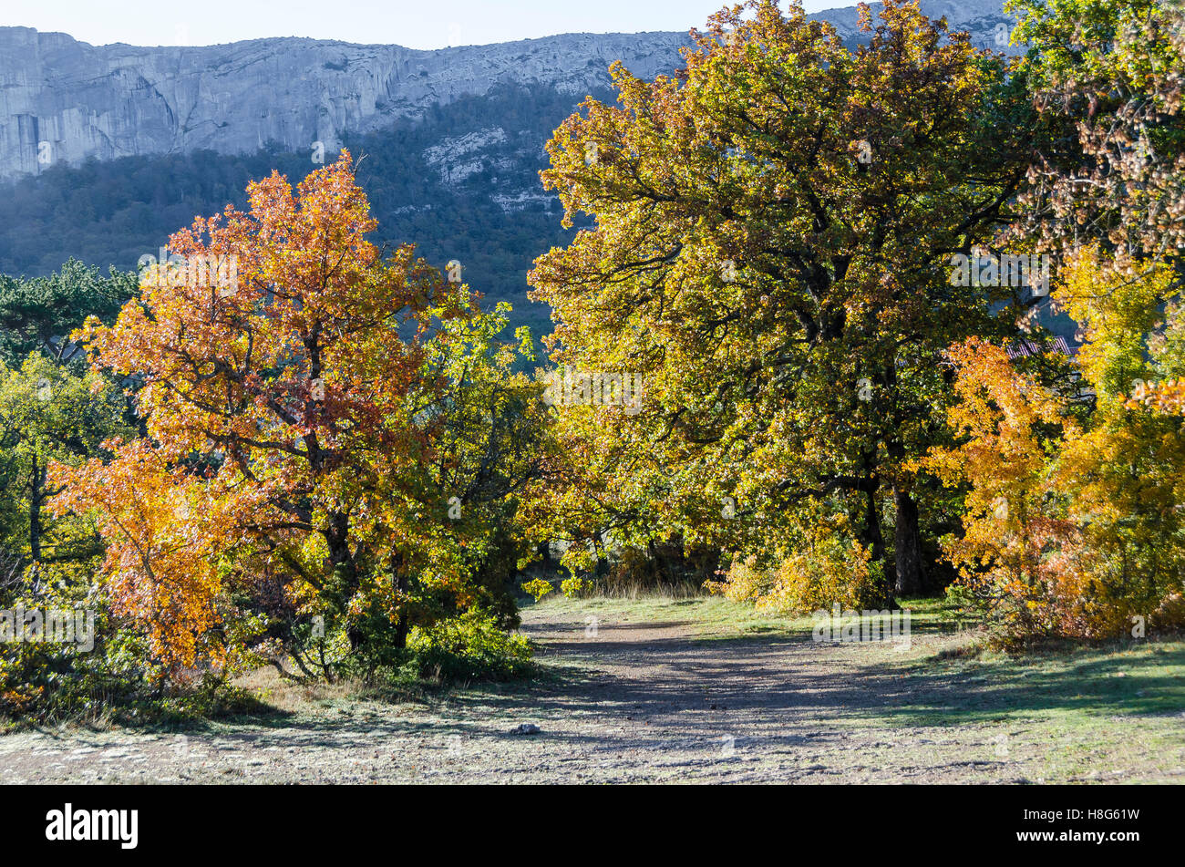 FORET DE STE BAUME, ARBRES EN AUTOMNE, VAR 83 FRANCIA Foto Stock