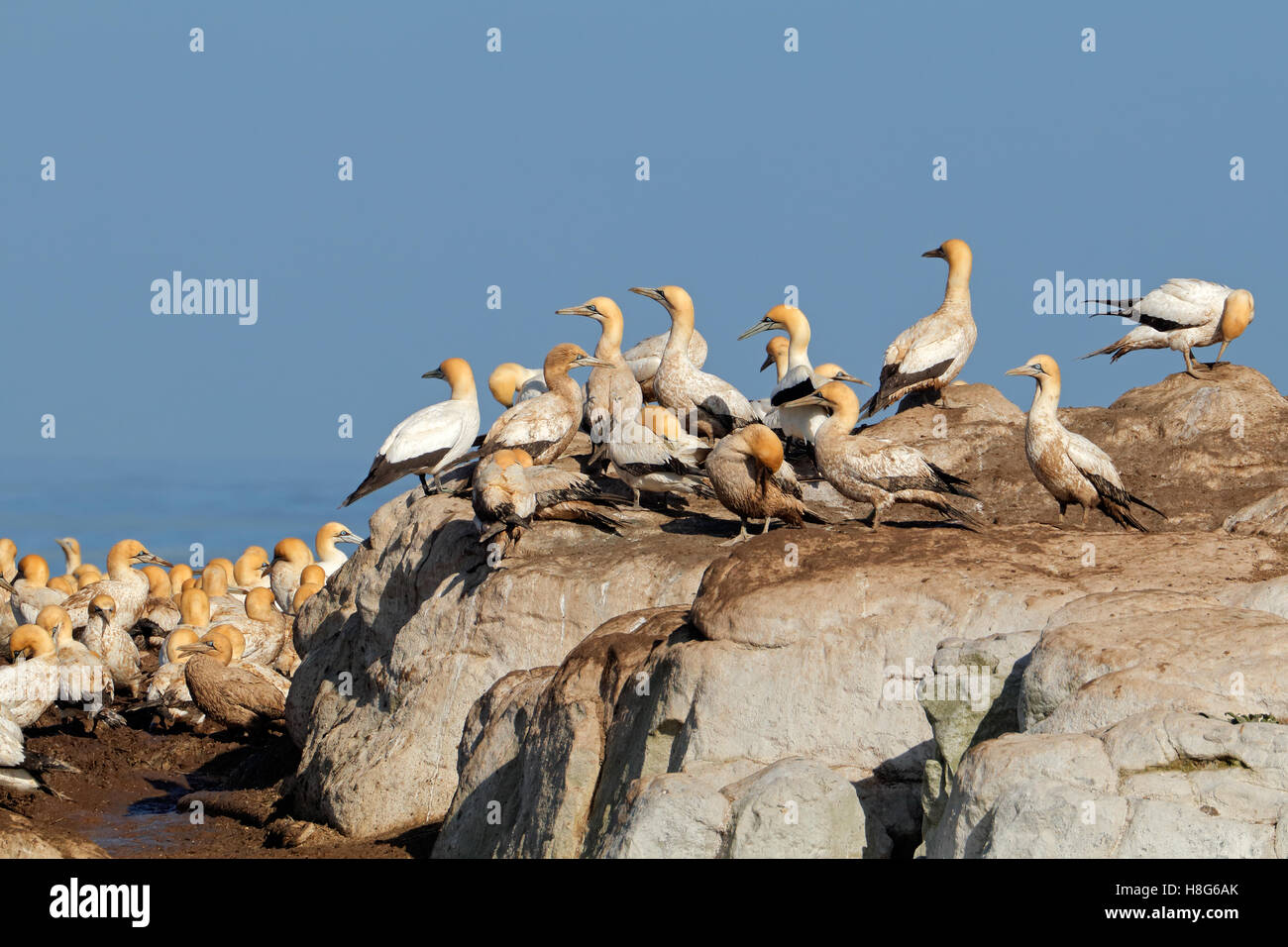 Colonia di allevamento sule del capo (Morus capensis), Bird Island, Lamberts Bay, Sud Africa Foto Stock