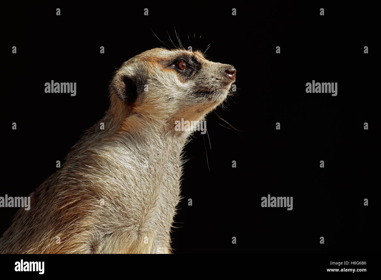 Ritratto di un avviso meerkat (Suricata suricatta) sul nero, Sud Africa Foto Stock