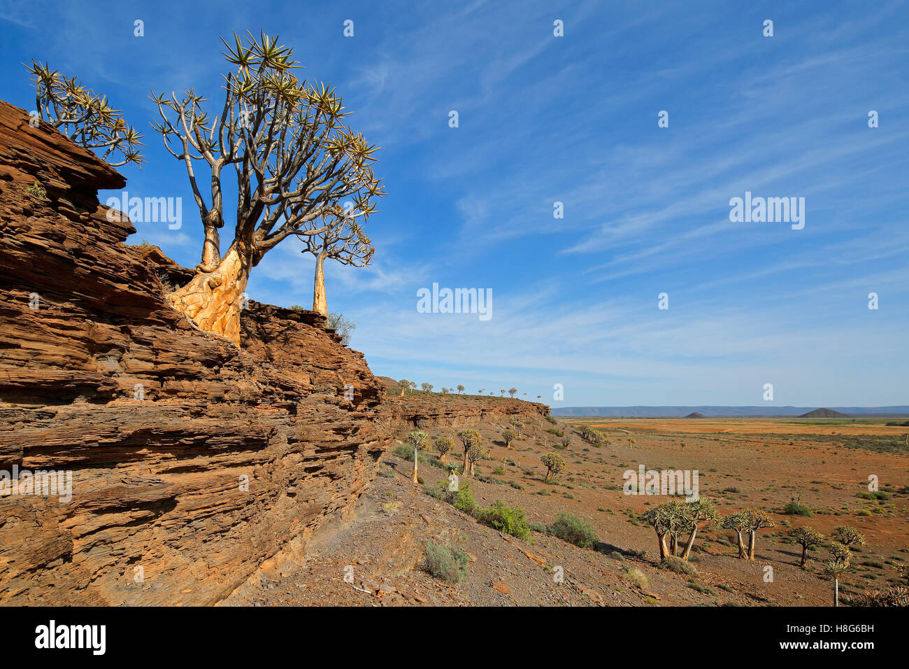 Paesaggio con Rocky Mountain e per quiver alberi (Aloe dichotoma), Northern Cape, Sud Africa Foto Stock