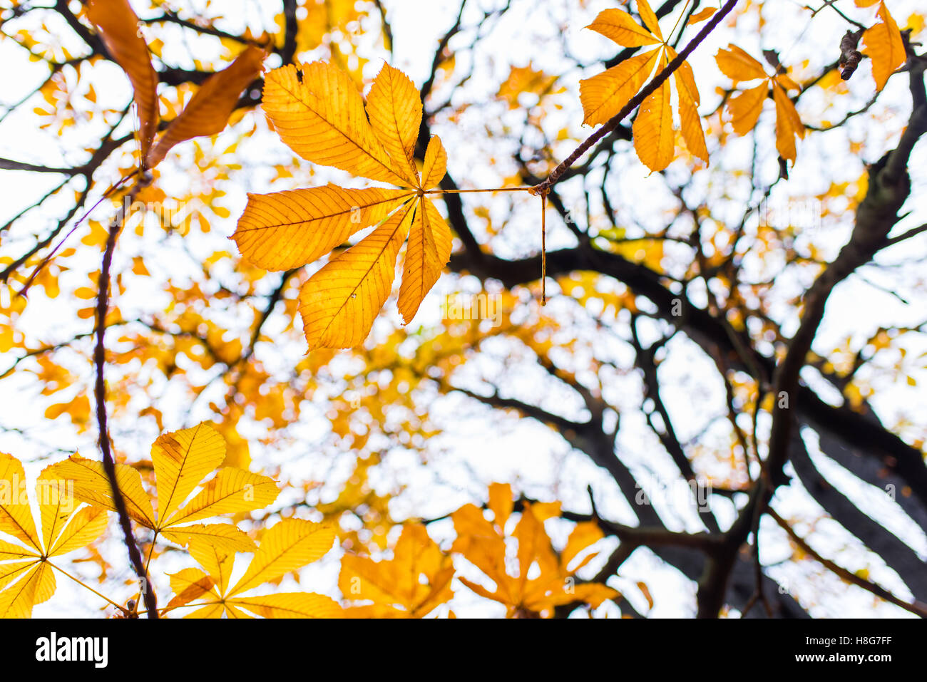 View all'albero in autunno la luce solare Foto Stock