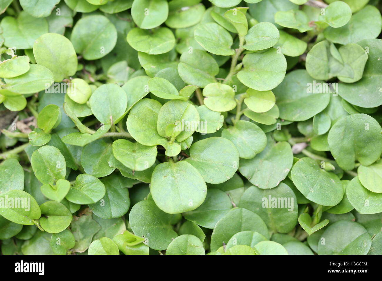 Macro nel verde brillante delle foglie di un piccolo albero nel parco pubblico di natura progettuale dello sfondo. Foto Stock