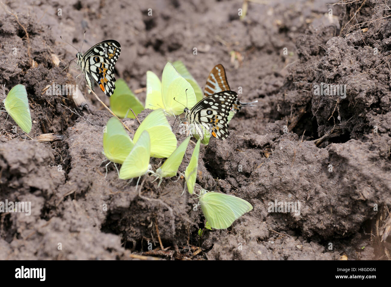 Farfalle giallo mangiare minerali sul terreno nelle zone agricole. Foto Stock