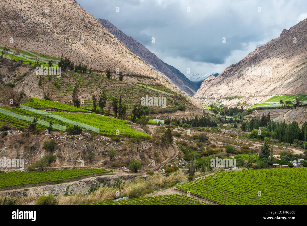 La molla vigna. Valle Elqui, Ande parte del Deserto di Atacama nella regione di Coquimbo, in Cile Foto Stock