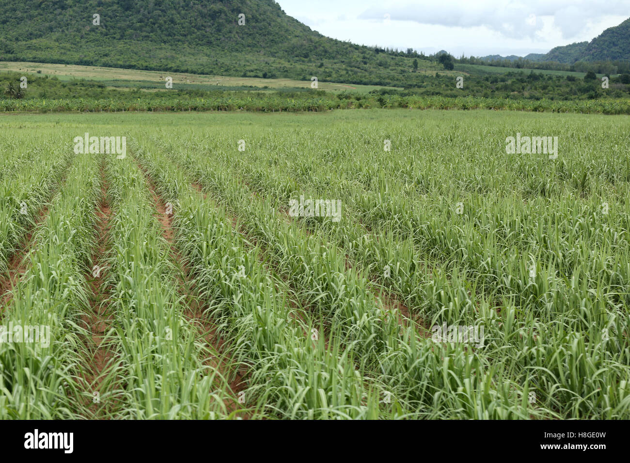 Terreni agricoli rurale a crescere la canna da zucchero in Kanchanaburi in Thailandia. Foto Stock