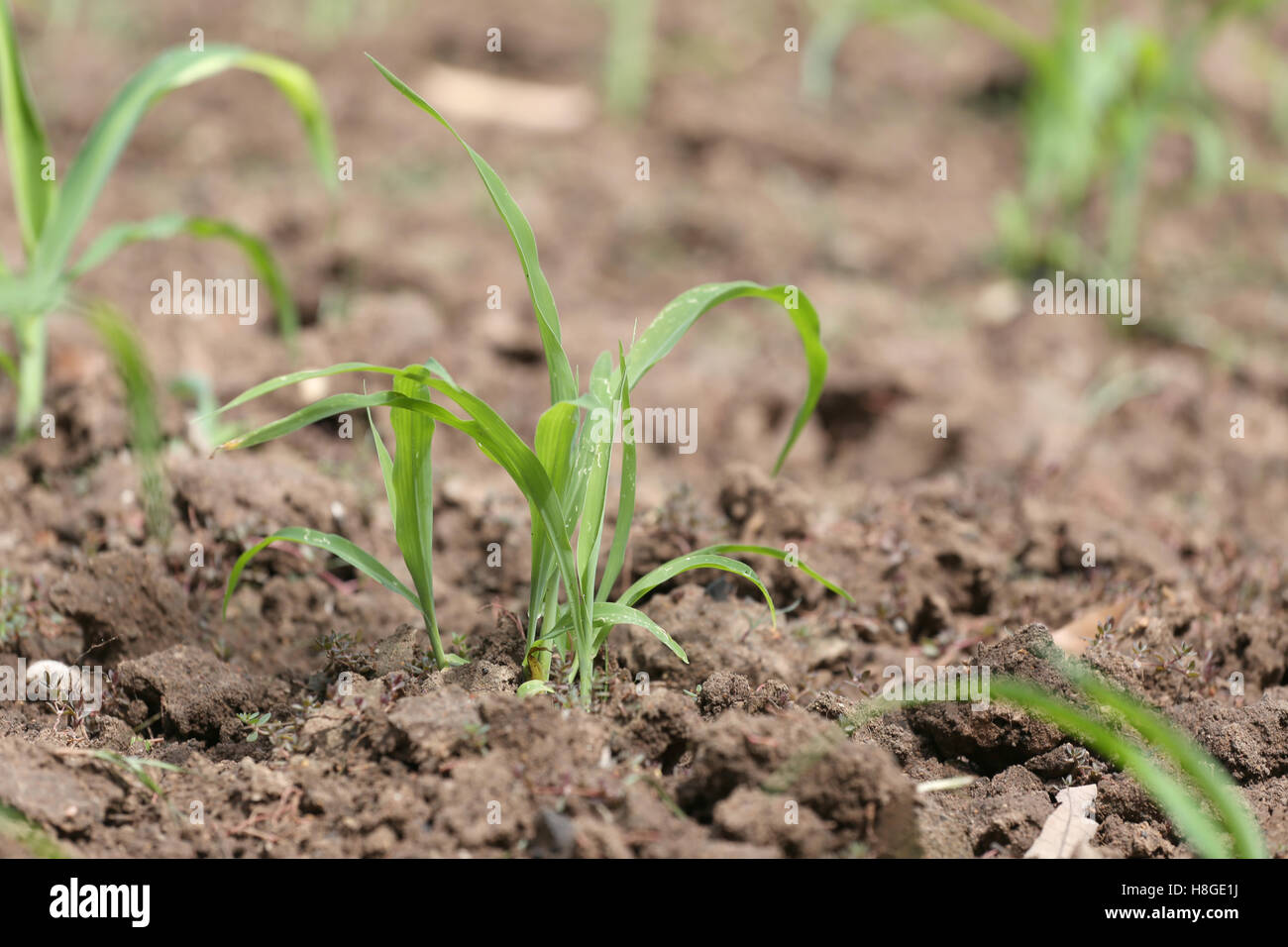 Piantine di mais in area agricola per il concetto di agricoltura e in crescita. Foto Stock