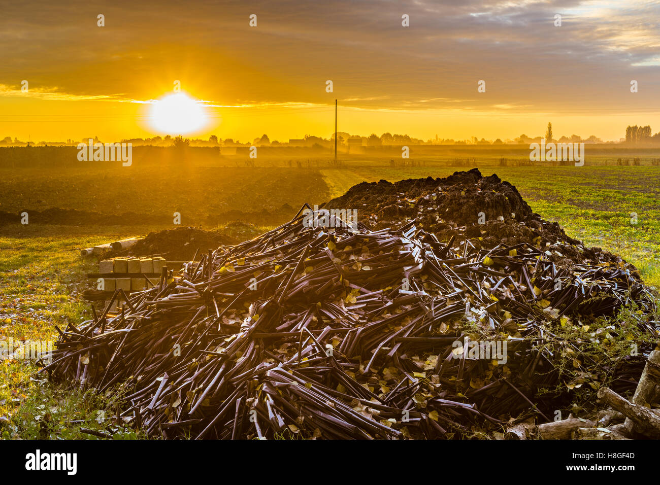 Alba in campi coltivati in Italia con il cumulo di tubi per irrigazione Foto Stock