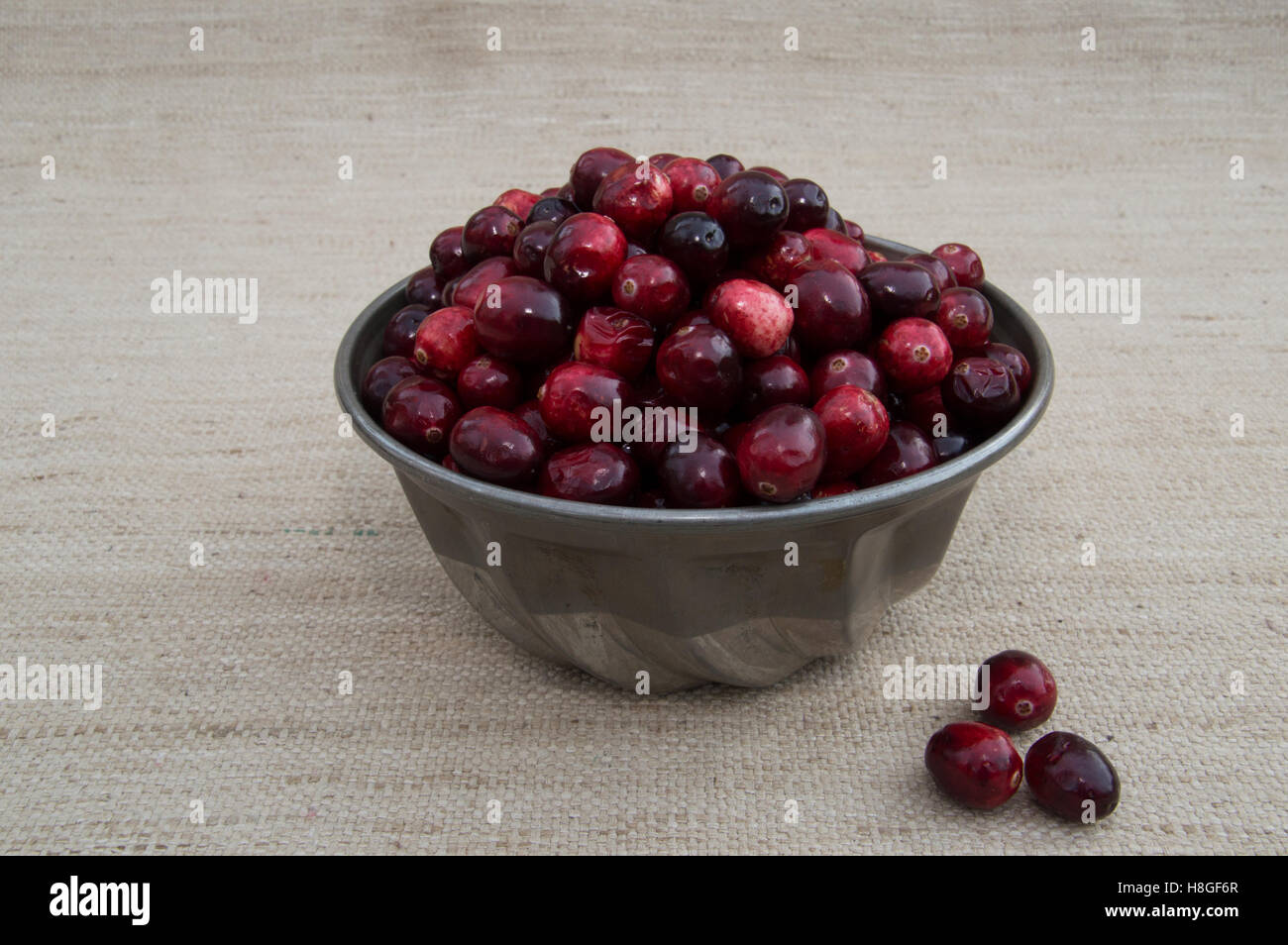 Chiudere di nuovo il rosso e il marrone rossiccio cranberries ammassati in un stagno ciotola rigata con frutti di bosco al di fuori del vaso contro sfondo ecru. Foto Stock