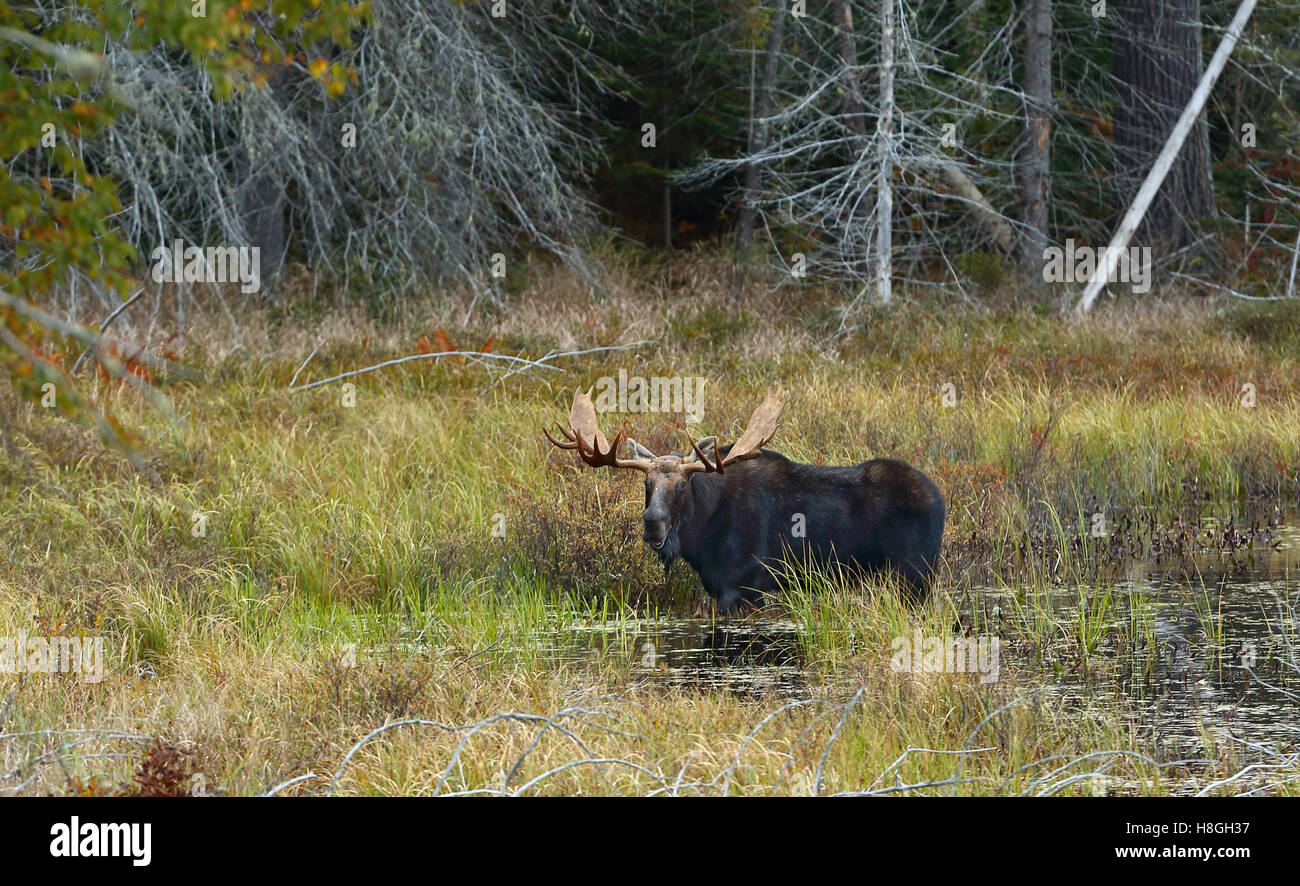 Bull Moose (Alces alces) pascolano in uno stagno in autunno in Algonquin Park in Canada Foto Stock