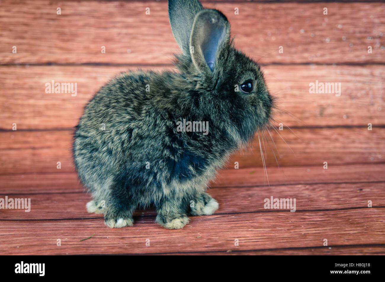 Adorabili poco pet di coniglio contro lo sfondo di legno Foto Stock