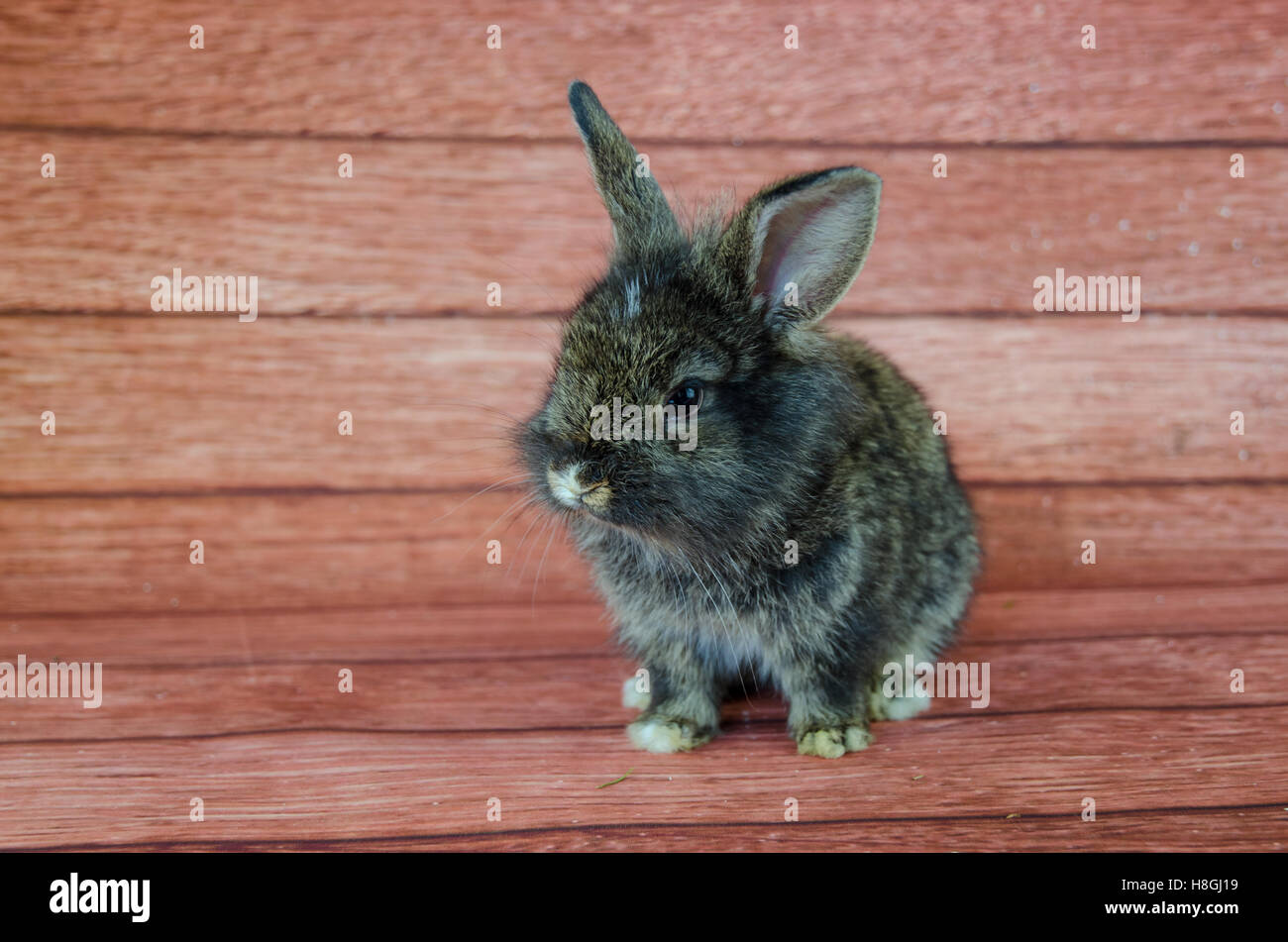 Adorabili poco pet di coniglio contro lo sfondo di legno Foto Stock