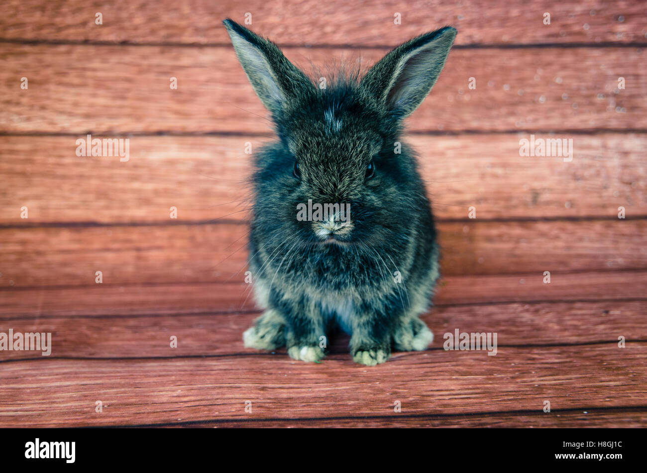 Adorabili poco pet di coniglio contro lo sfondo di legno Foto Stock