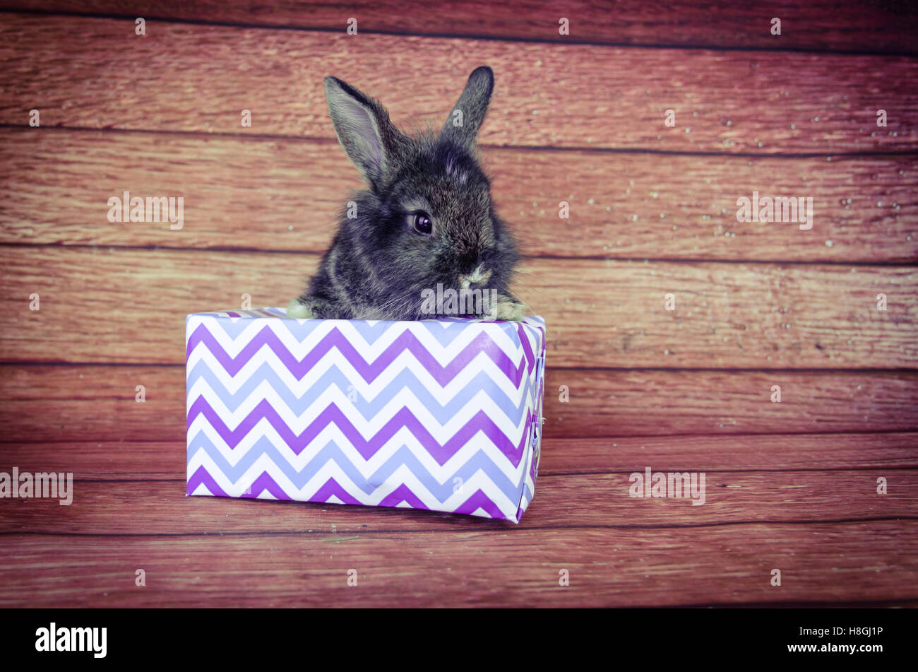 Coniglio il pet e il regalo di natale Foto Stock