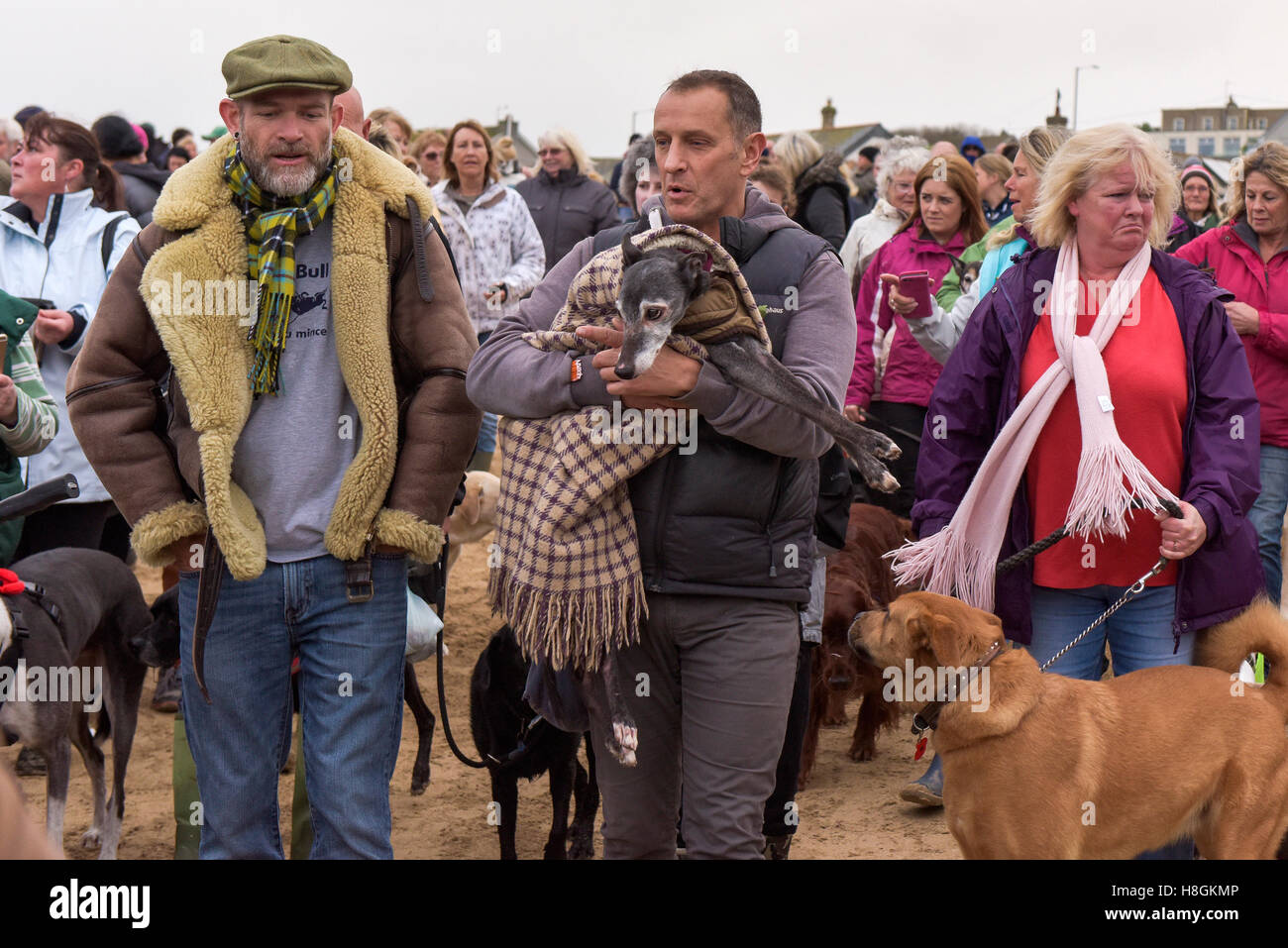 Porth Beach;, Newquay Cornwall. 12 Novembre, 2016. Centinaia di amanti dei cani e i loro animali domestici a sua volta offerta un emotivo di congedo di noce, un 18 enne whippet come egli prende la sua ultima passeggiata sul suo amato Porth Beach. Il suo proprietario, Mark Woods come doveva prendere la decisione dolorosa di noce hanno messo a dormire questo pomeriggio ma ha voluto lui per avere un ultimo a piedi accompagnati da molti come gli amanti del cane e i loro animali domestici come possibile. Fotografo: Gordon Scammell/Alamy Live News. Foto Stock
