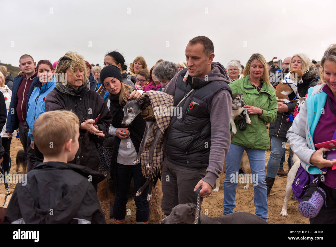 Porth Beach;, Newquay Cornwall. 12 Novembre, 2016. Centinaia di amanti dei cani e i loro animali domestici a sua volta offerta un emotivo di congedo di noce, un 18 enne whippet, come egli prende la sua ultima passeggiata sul suo amato Porth Beach. Il suo proprietario, Mark Woods come doveva prendere la decisione dolorosa di noce hanno messo a dormire questo pomeriggio ma ha voluto lui per avere un ultimo a piedi accompagnati da molti come gli amanti del cane e i loro animali domestici come possibile. Fotografo: Gordon Scammell/Alamy Live News. Foto Stock