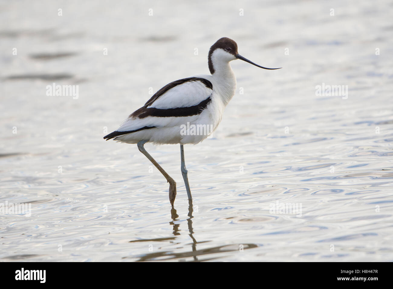 Un pied Avocet (Recurvirostra avosetta) sono ' appollaiati in acque poco profonde, Minsmere, Suffolk, Regno Unito Foto Stock