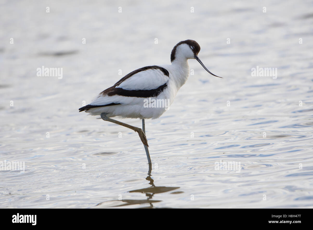 Un pied Avocet (Recurvirostra avosetta) sono ' appollaiati in acque poco profonde, Minsmere, Suffolk, Regno Unito Foto Stock