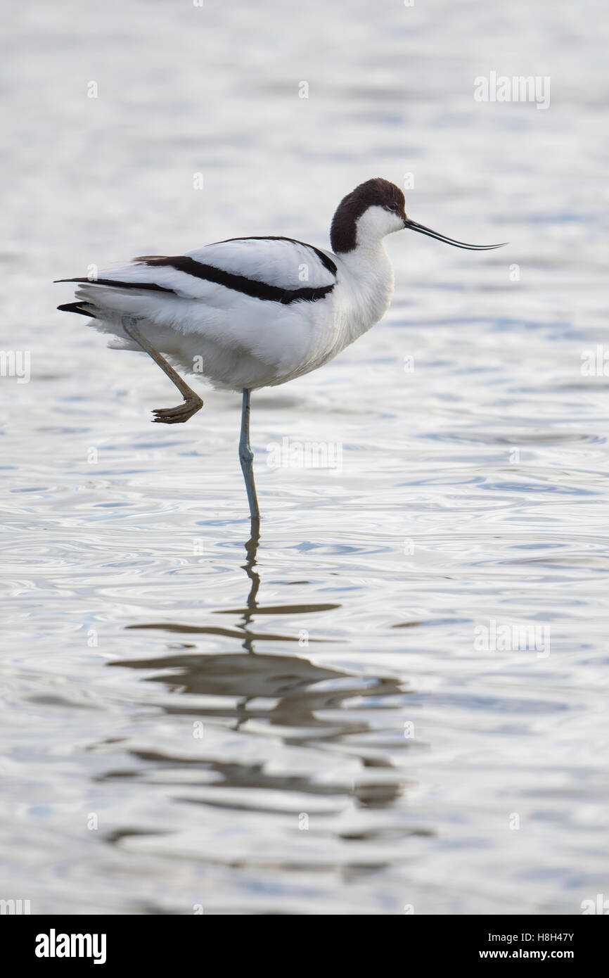 Un pied Avocet (Recurvirostra avosetta) sono ' appollaiati in acque poco profonde, Minsmere, Suffolk, Regno Unito Foto Stock