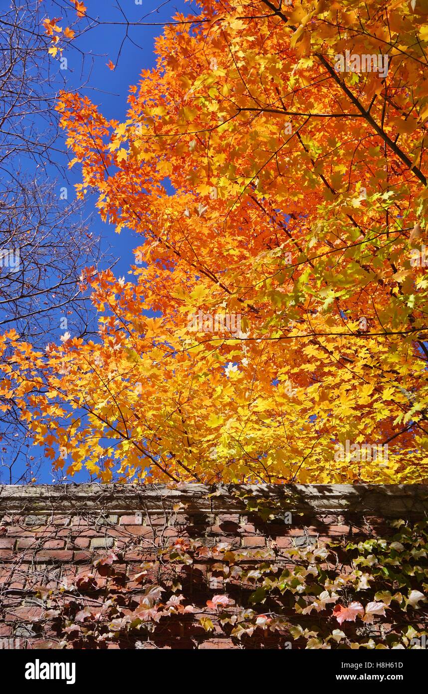 Colorato di giallo dorato foglie di acero in autunno Foto Stock