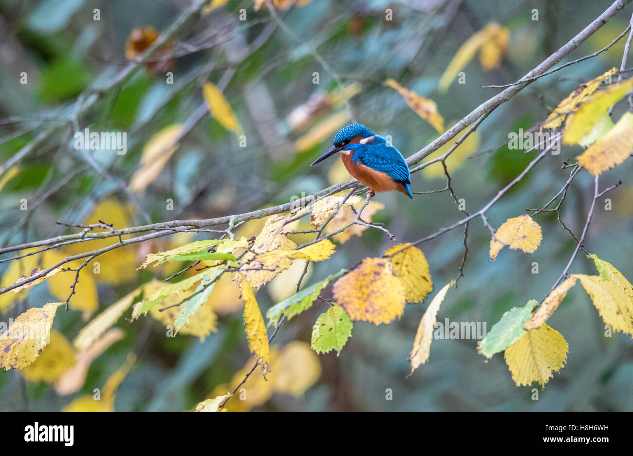 Il comune o il martin pescatore Alcedo atthis appollaiato su un ramo in cerca di pesce. Foto Stock
