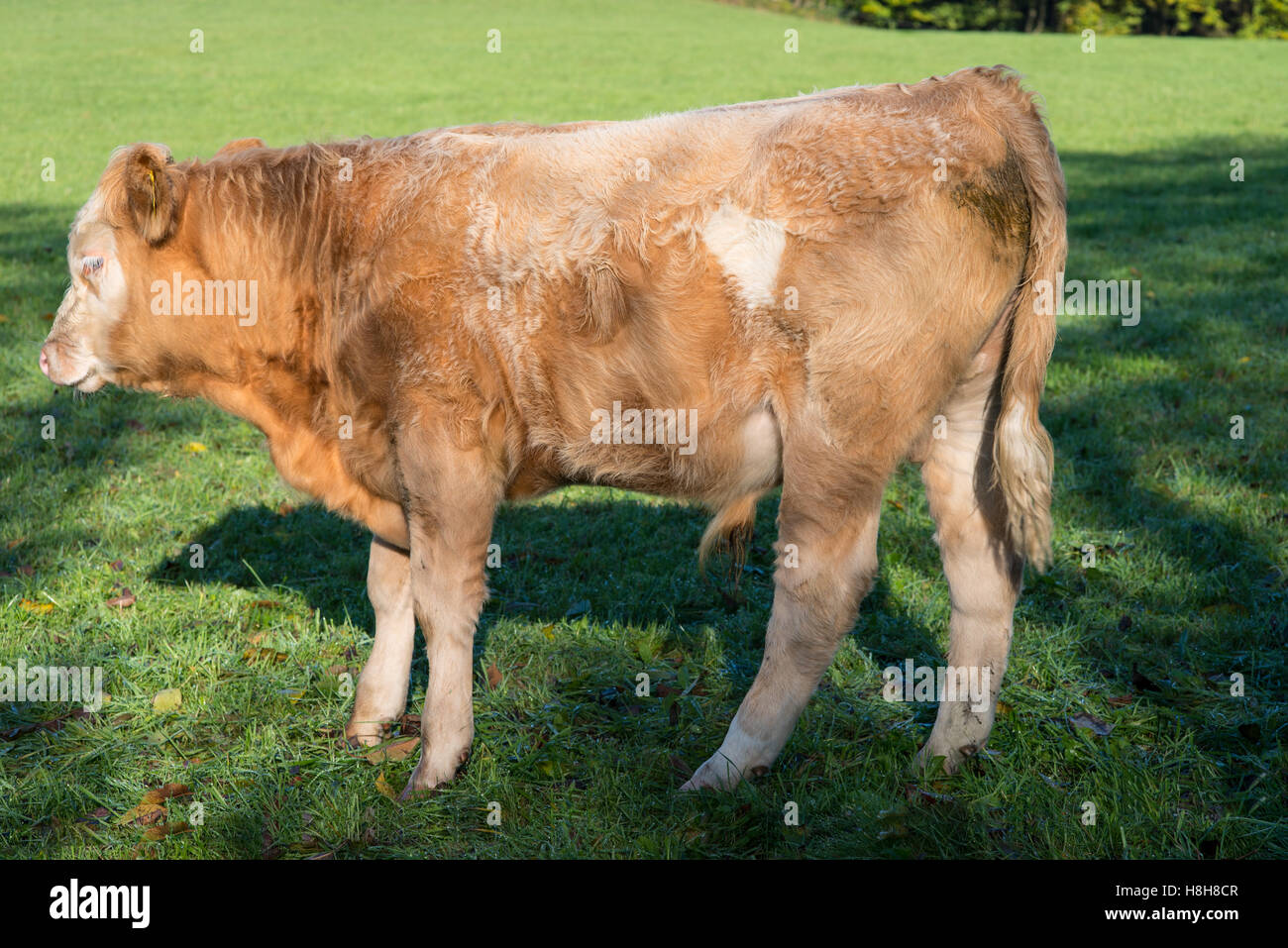 Luce di vitello marrone sorge su un prato recintato Foto Stock