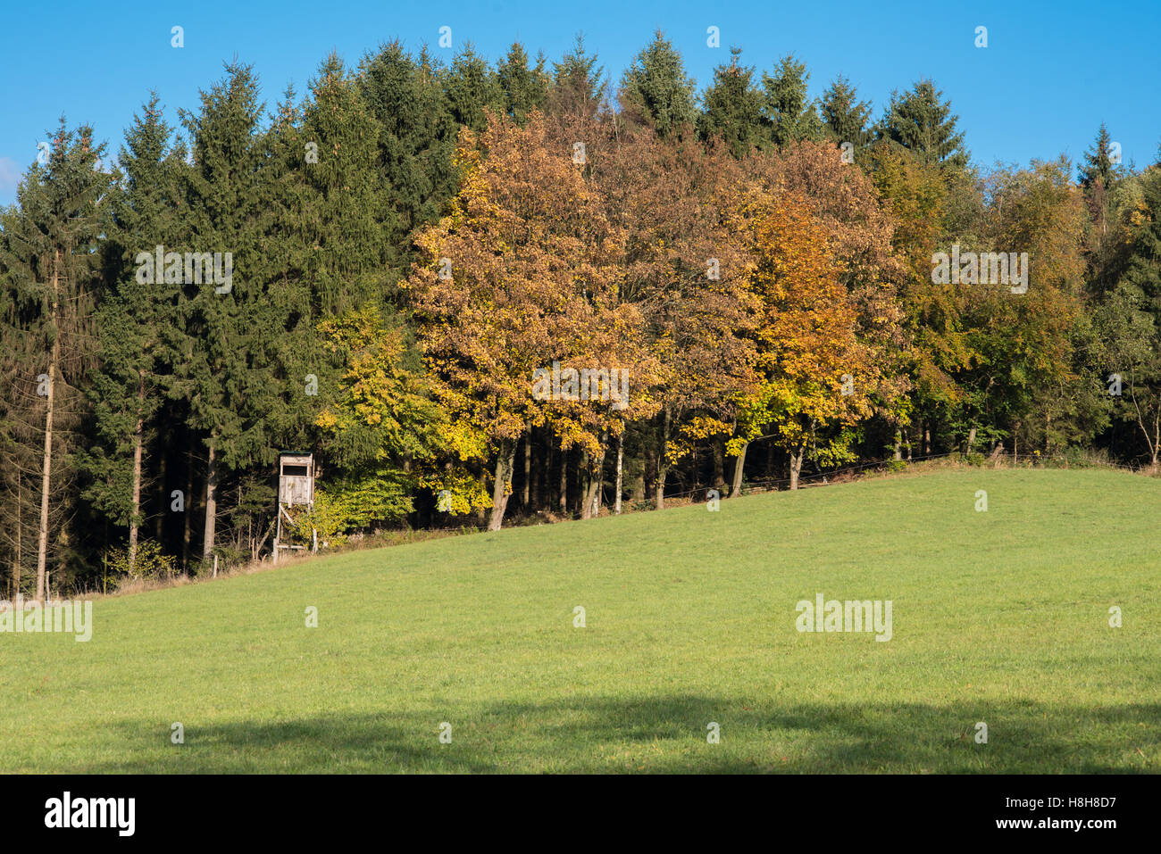 Autunnale di allori nella parte anteriore del green conifere con seduta alta Foto Stock