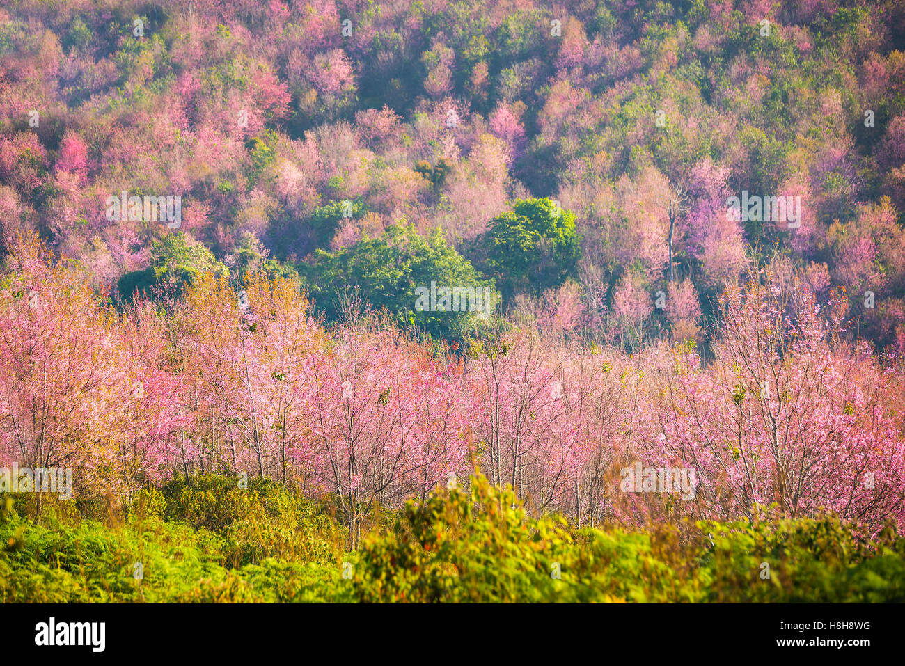 Wild himalayana fiore di ciliegio (Prunus cerasoides),tigre gigantesca fiore in Thailandia. Foto Stock