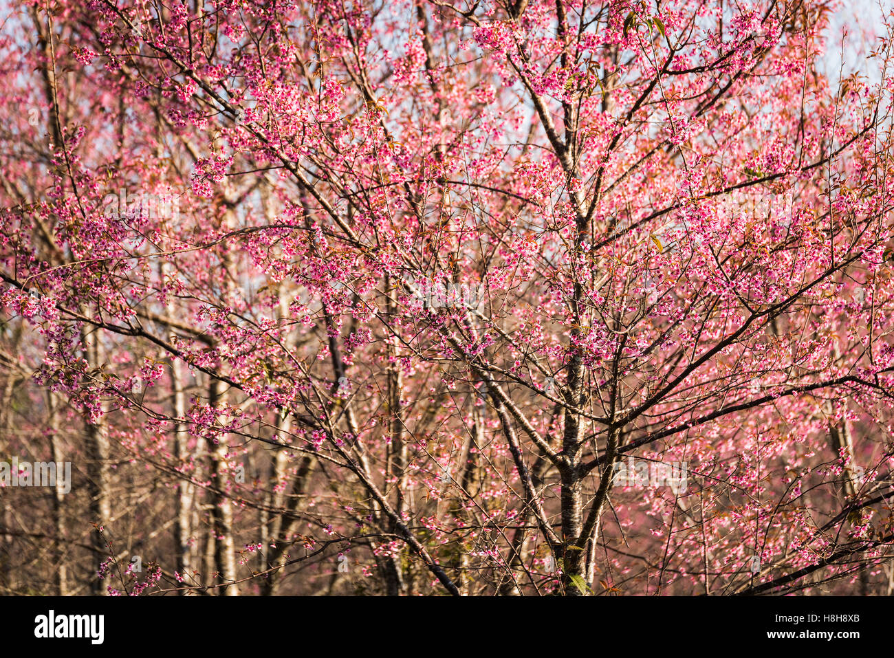 Wild himalayana fiore di ciliegio (Prunus cerasoides),tigre gigantesca fiore in Thailandia. Foto Stock