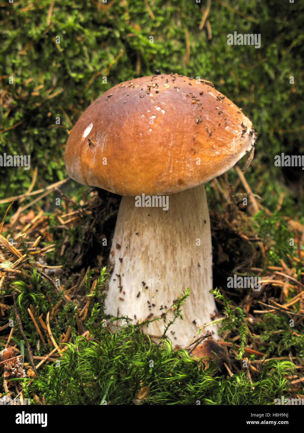 Funghi porcini o funghi porcini (Boletus edulis), funghi commestibili Foto Stock