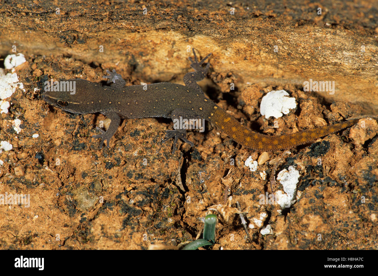 Saurodactylus brosseti lizard, Marocco Foto Stock