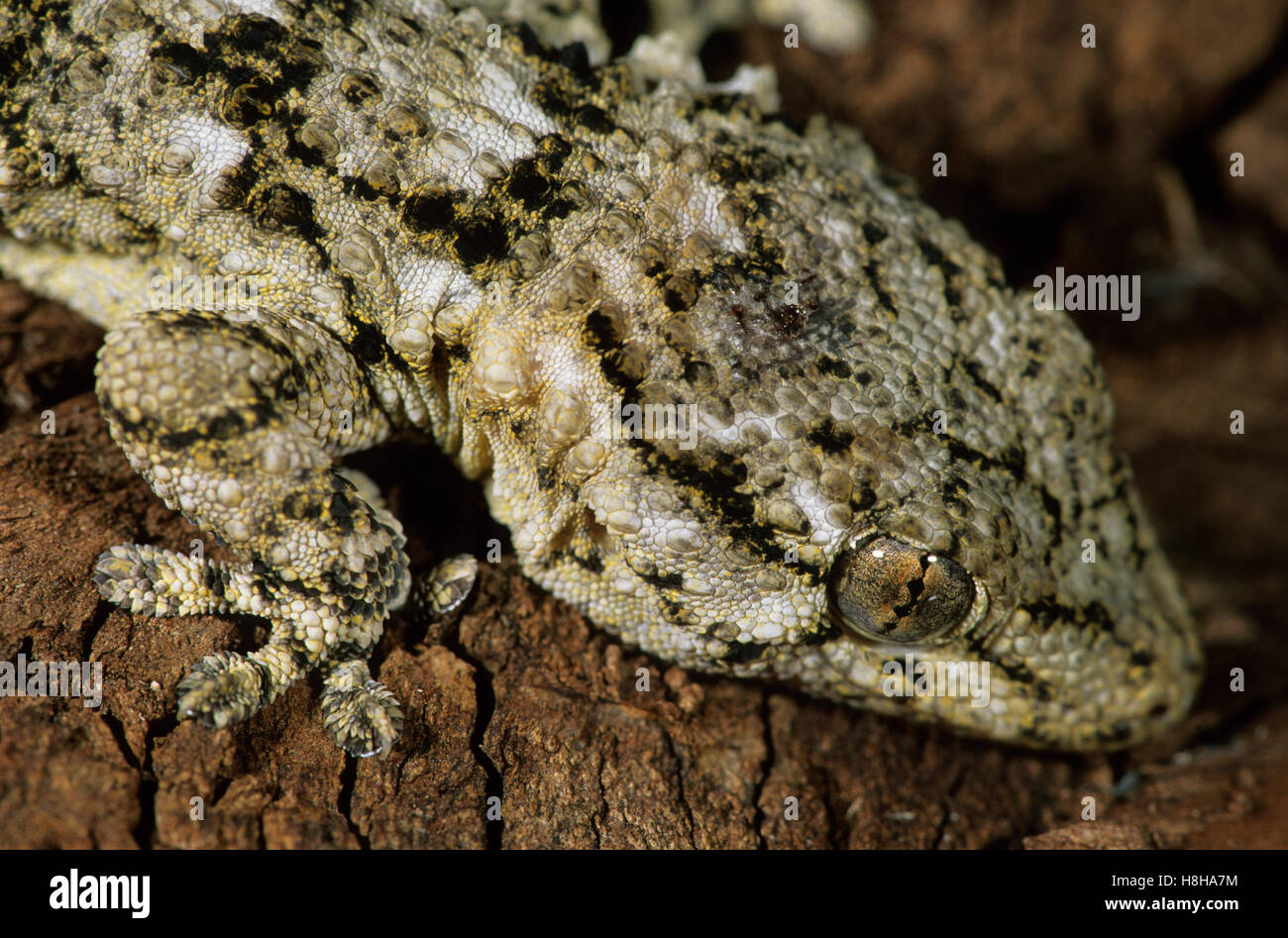 Comune o parete Moorish Gecko (Tarentola mauritanica), Marocco Foto Stock