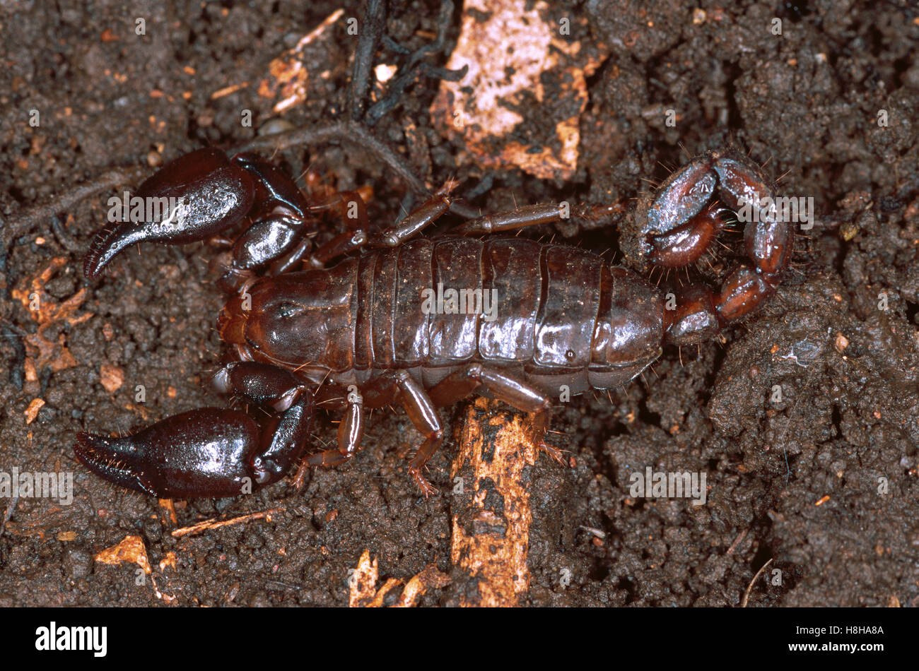 Scorpion (Didymocentrus krausi), Nicaragua Foto Stock