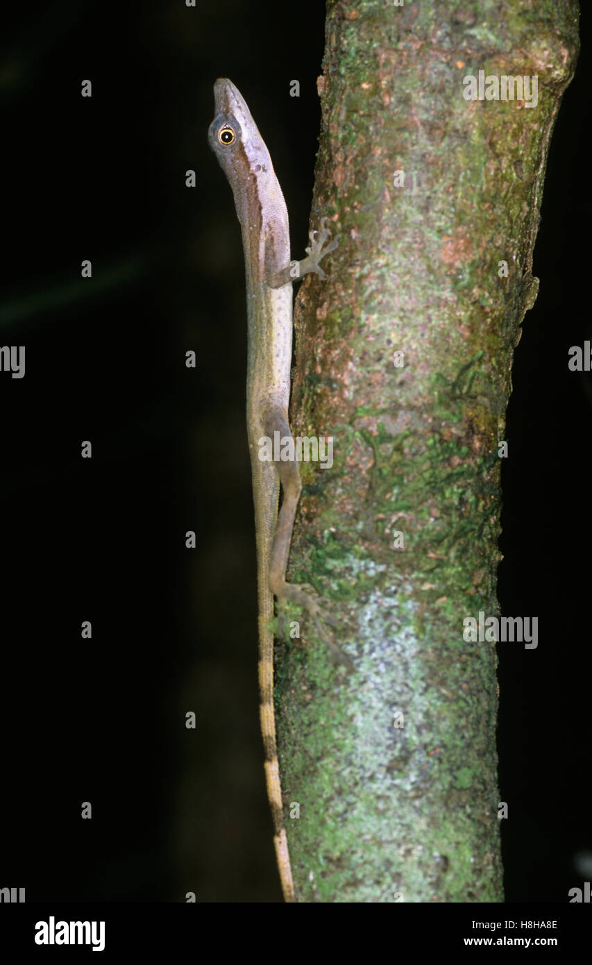 Snello Anole (Norops limifrons), Nicaragua Foto Stock