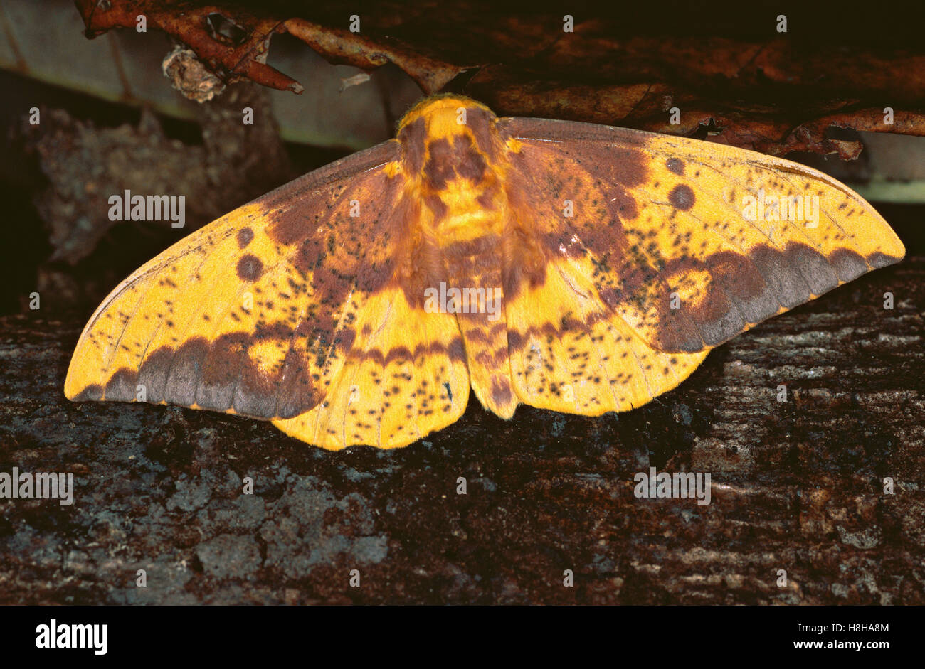 Eacles imperialis tarma (Eacles imperialis), Nicaragua Foto Stock