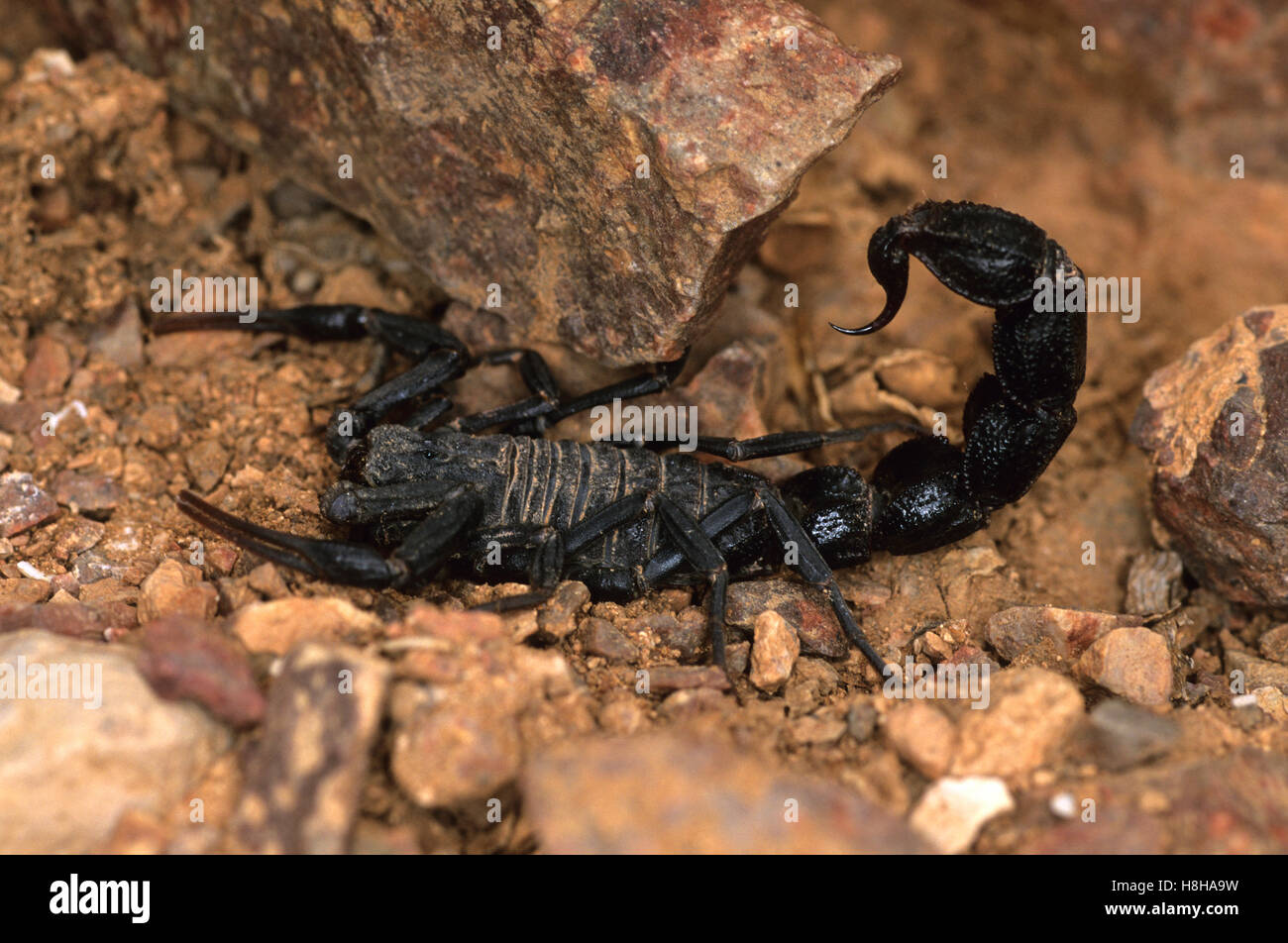 Fattail scorpion o fat-tailed scorpion specie (Androctonus mauritanicus), Marocco Foto Stock