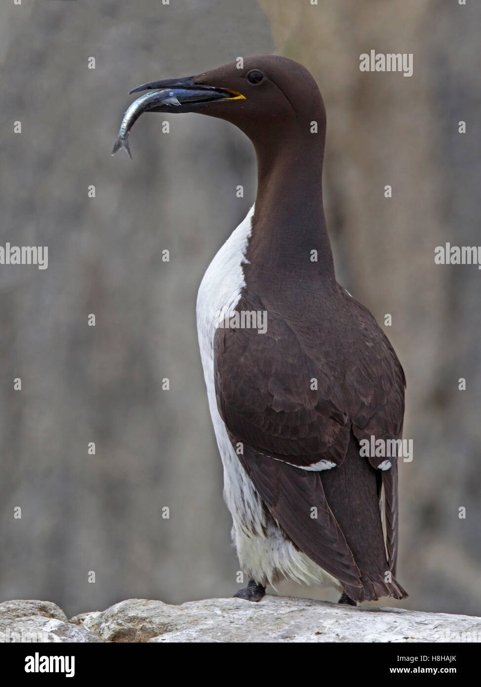 Guillemot comune con il cicerello nel becco Foto Stock