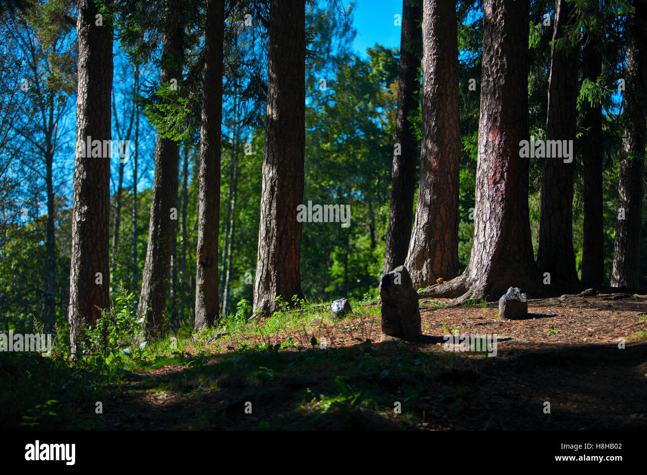 Foresta del pino Foto Stock