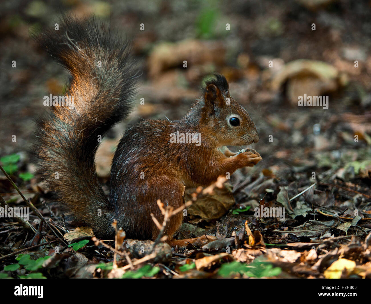 Lo scoiattolo a mangiare il dado Foto Stock