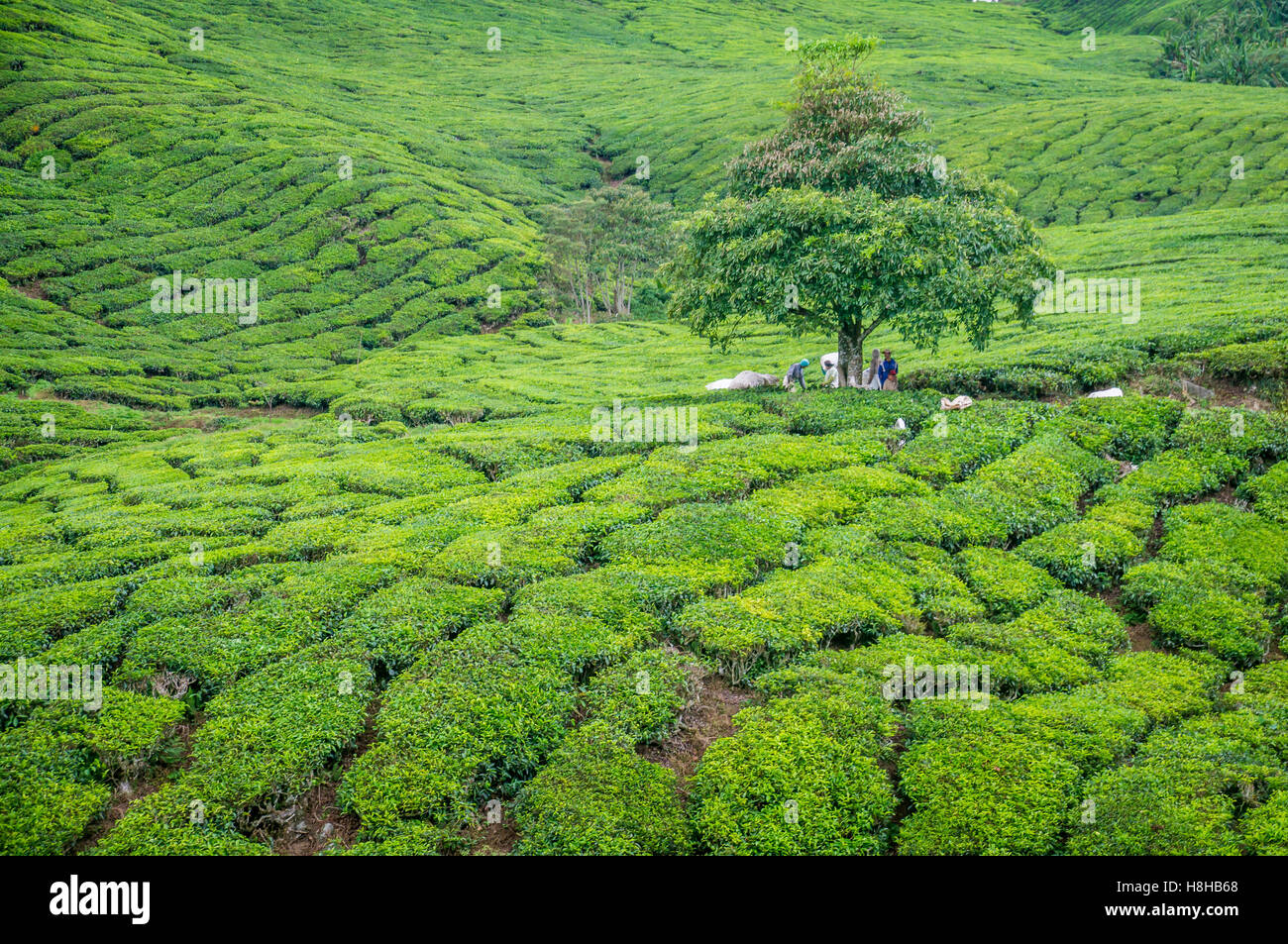 Albero nella piantagione di tè in Cameron Highlands Foto Stock