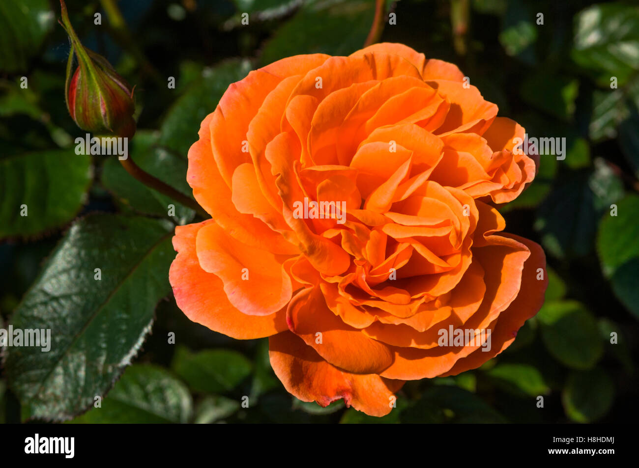 Floribunda 'Tatton rose'. Bush rose. A named di celebrare il primo spettacolo al Tatton Park. Regno Unito. Foto Stock