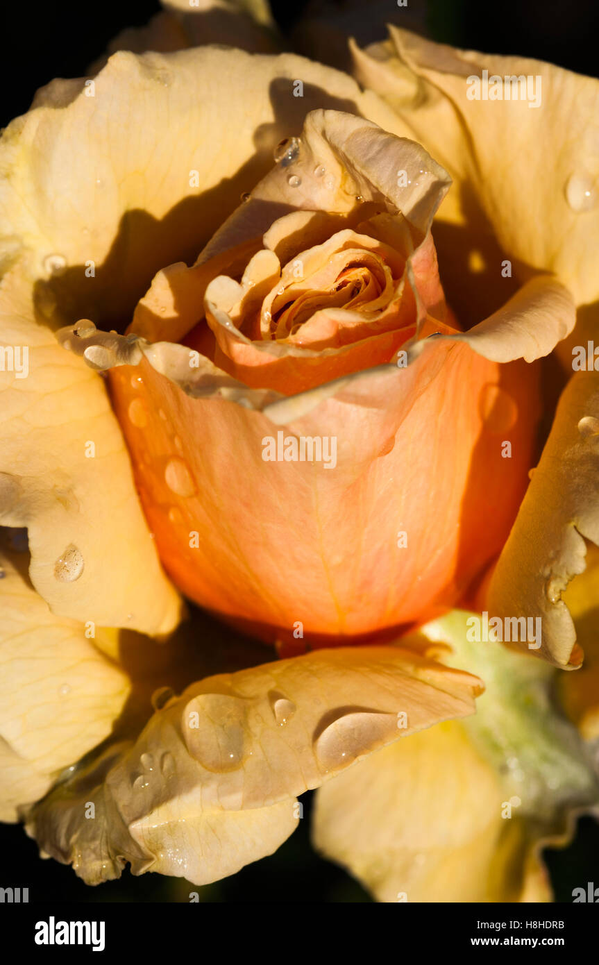 Hybrid tea rose rosa 'Royal Parks", nome registrato Harlyric. Regno Unito. Foto Stock