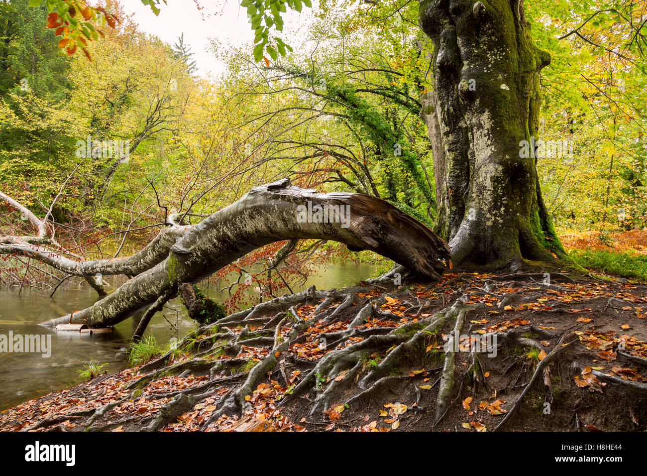 Radici di albero e il verde della foresta nel parco nazionale di Plitvice, Croazia Foto Stock