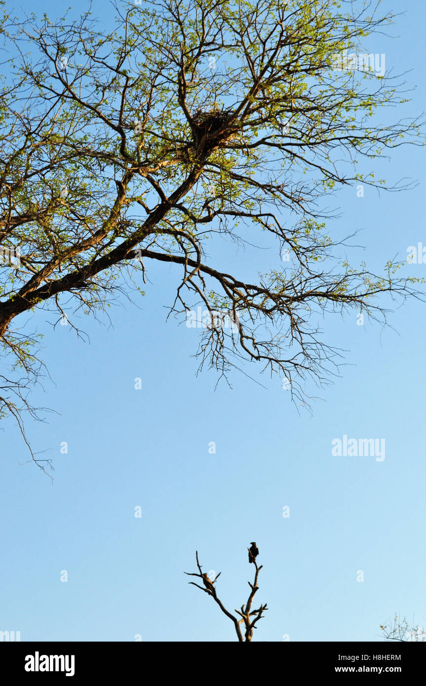 Safari in Sud Africa, savana: un avvoltoio e il suo nido su un albero nel Parco Nazionale di Kruger, la più grande riserva di caccia in Africa dal 1898 Foto Stock