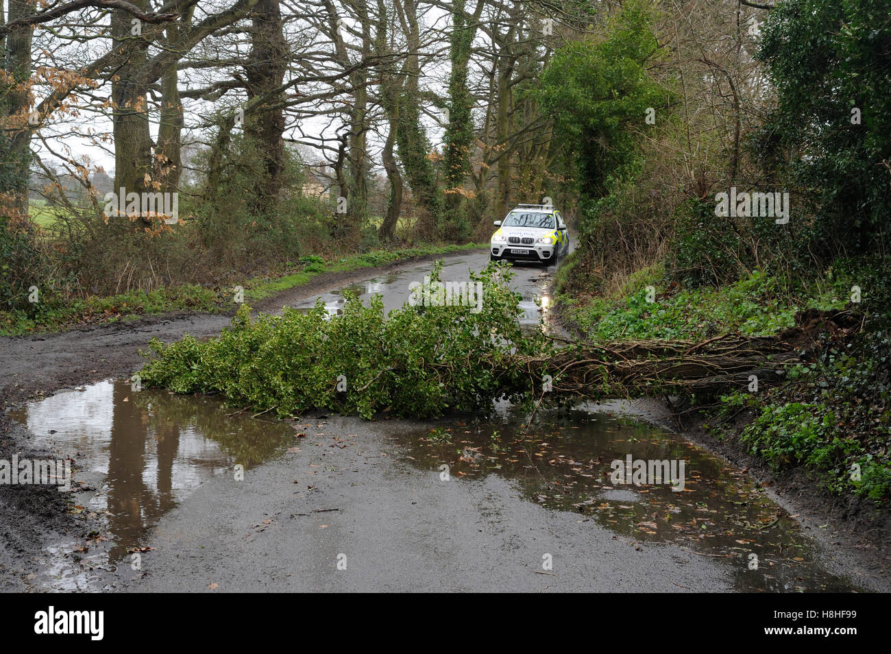 Albero caduto spazzato via da forti venti e avvicinando auto della polizia. Foto Stock
