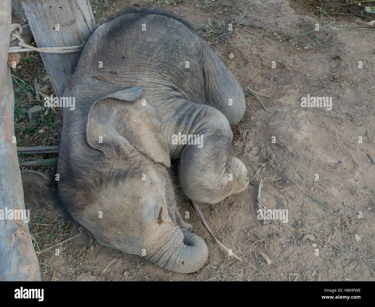 Addomesticazione baby elephant in Thailandia Foto Stock