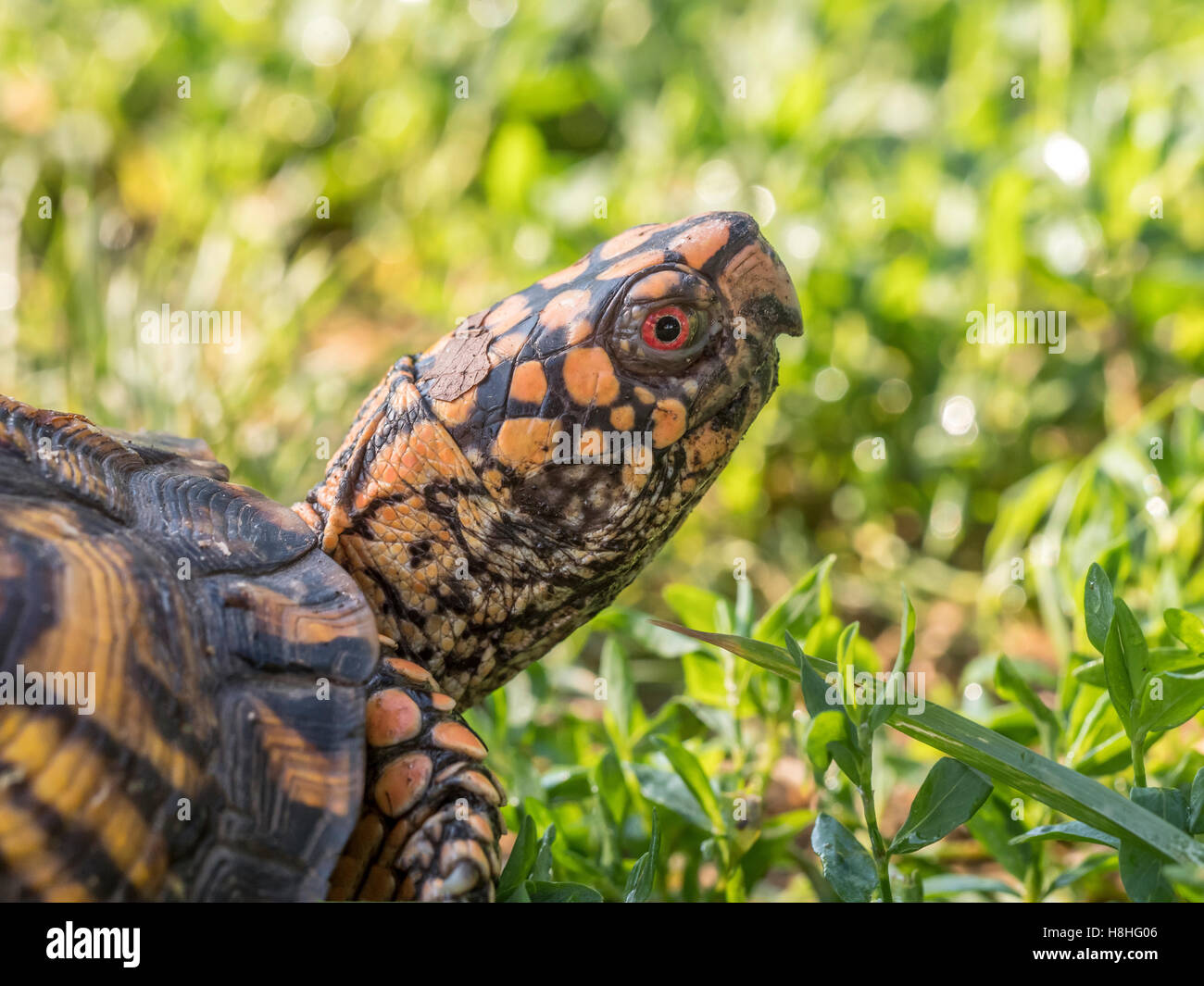 Scatola orientale Turtle Terrapene carolina carolina in erba di un prato di Central Park di New York Foto Stock