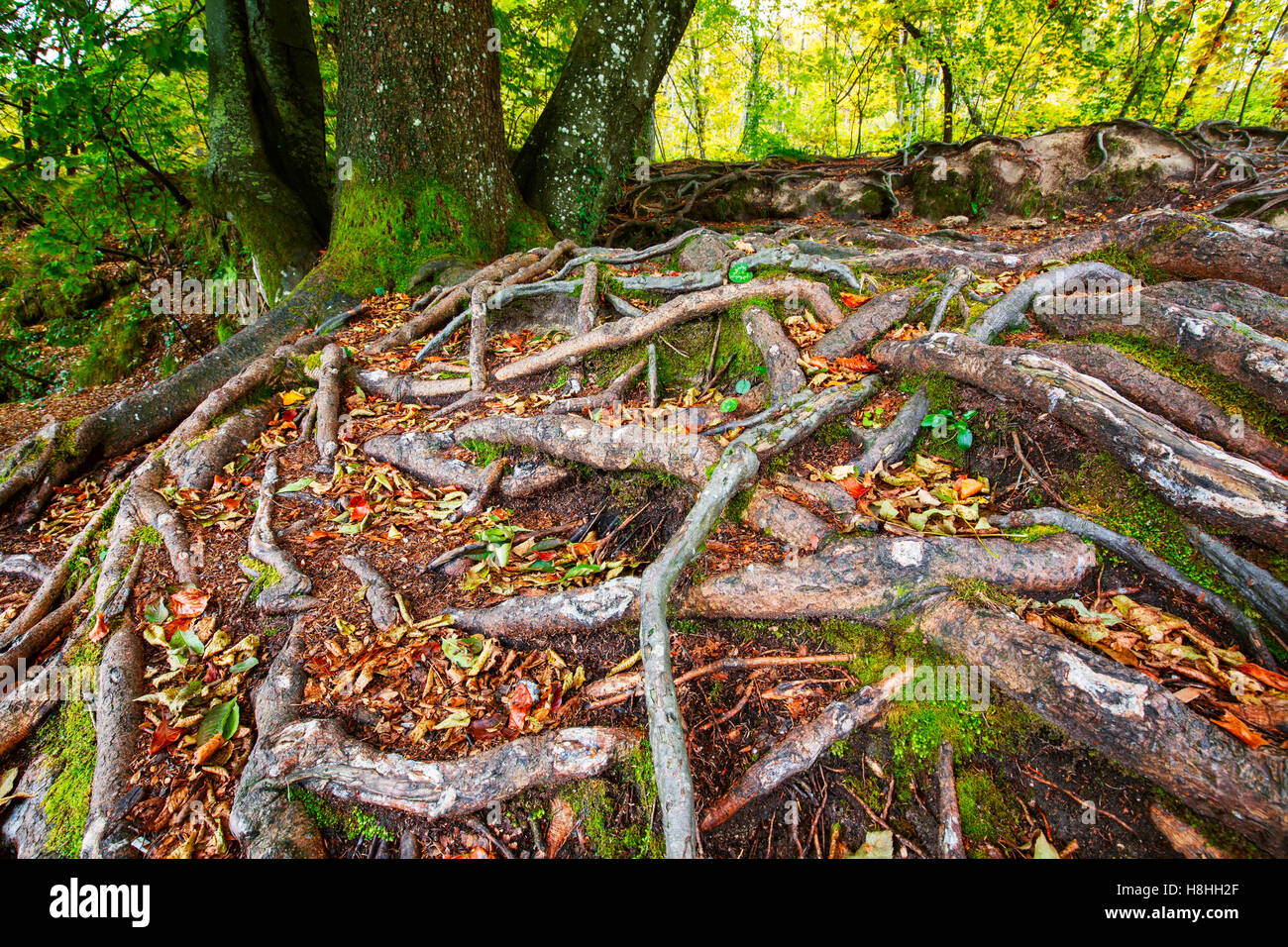 Radici di albero e il verde della foresta nel parco nazionale di Plitvice, Croazia Foto Stock